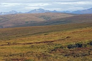 Images Dated 31st August 2008: Landscape of arctic tundra