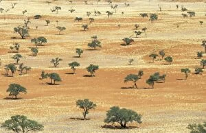 Acacias Gallery: Landscape with Bushman grass (Stipagrostis sp.)
