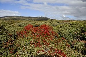 Images Dated 23rd March 2007: Landscape with Crawberry, Falkland Islands