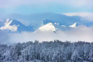 Keren Prints: Landscape of forest and snow mountain, Haines, Alaska, USA Date: 14-11-2011