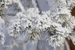 landscape. frost on the branches of fir trees, Finland