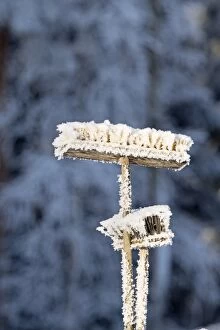 Landscape, Frost covered brooms, Finland