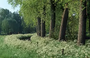 Poplars Prints: Landscape with Poplars- countryroad with cow Parsley