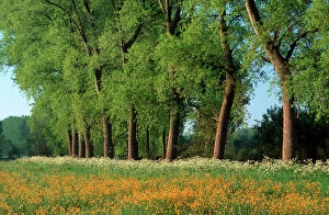 Landscape with Poplars, Cow Parsley and meadow buttercup