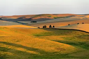 State Prints: Landscape of rolling wheat field at sunrise