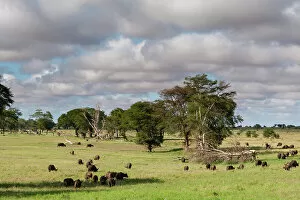 Buffalo Collection: Landscape of the savannah, Tsavo, Kenya. Date: 17-04-2017