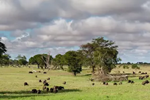 Cape Prints: Landscape of the savannah, Tsavo, Kenya. Date: 17-04-2017
