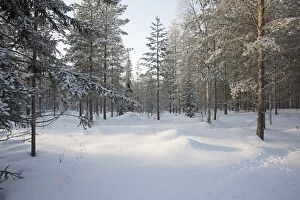 Landscape, scenic view with snow covered trees, Finland