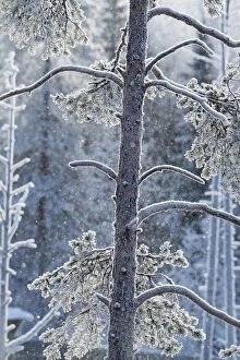 Landscape. Snow flakes falling in frosty trees, Finland