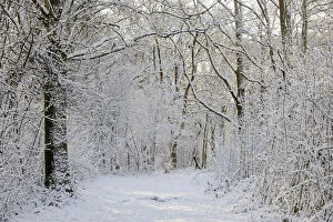 Landscape. track though woodland with snow covered