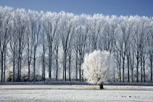 Poplar Prints: landscape in winter - countryside - Belgium
