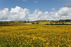 Burma Gallery: Landscape of yellow mustard field, Heho