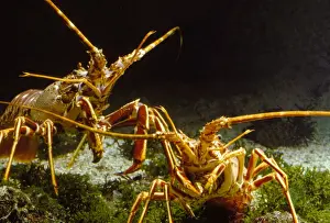 Lobster Prints: Langoustines