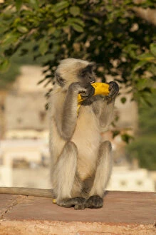 Langur Monkey, Amber Fort, Jaipur, Rajasthan