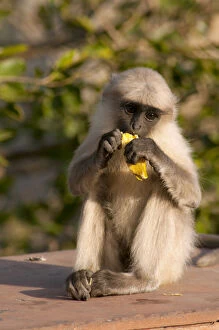 Images Dated 17th March 2014: Langur Monkey, Amber Fort, Jaipur, Rajasthan