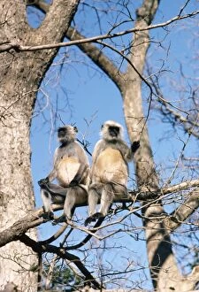 Langur Monkey - x2 in tree