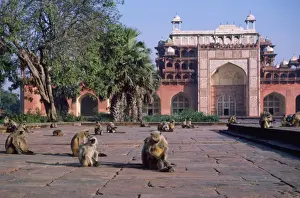 Graves Prints: Langur Monkeys - at tomb India