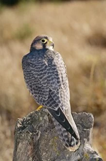 Images Dated 24th June 2004: Lanner Falcon