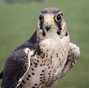 Images Dated 1st April 2005: Lanner Falcon - head facing, both eyes visible
