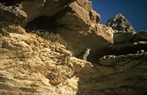 Lanner Falcon - at nest site on rock face