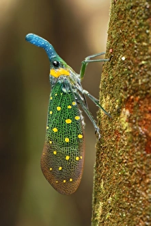 Images Dated 17th November 2007: Lantern Bug - Danum Valley Conservation Area - Sabah - Borneo - Malaysia
