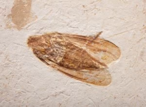 Images Dated 13th March 2009: Lantern Fly Fossil