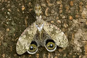 Lantern fly - (Machaca) - Fulgora lampetis - Costa Rica - Tropical dry forset - Defensive display