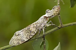Lantern fly - (Machaca) - Tropical dry forest - Costa Rica