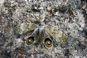 Images Dated 3rd September 2006: Lanternfly / 'Peanut-head Bug' / 'Alligator Bug' Heath River Centre Amazon Peru