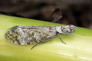 Images Dated 4th September 2006: Lanternfly / 'Peanut-head Bug' / 'Alligator Bug' Heath River Centre Amazon Peru
