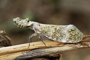 Images Dated 4th September 2006: Lanternfly / 'Peanut-head Bug' / 'Alligator Bug' Heath River Centre Amazon Peru