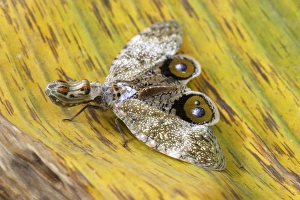 Images Dated 4th September 2006: Lanternfly / 'Peanut-head Bug' / 'Alligator Bug' Heath River Centre Amazon Peru