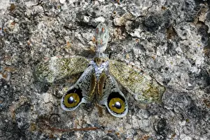 Lanternfly / Peanut-head Bug / Alligator Bug Heath River Centre Amazon Peru