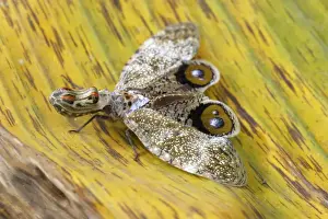 Lanternfly / Peanut-head Bug / Alligator Bug Heath River Centre Amazon Peru