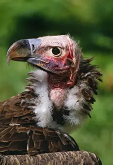 Bald Prints: Lapet-faced Vulture