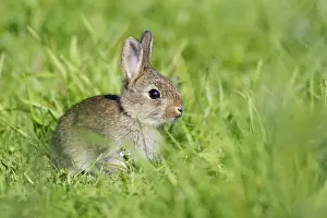 Lapin de garenne. Rabbit. Oryctolagus cuniculus