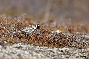 Lapland Bunting - male