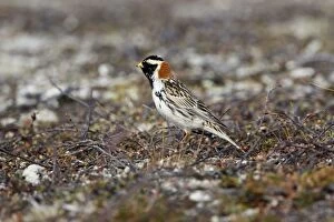 Images Dated 10th July 2007: Lapland Bunting - Male in Summer Plumage on Tundra - July - Varanger Fjord - Norway