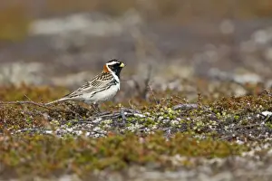Buntings Prints: Lapland Bunting - Male in Summer Plumage on Tundra - July - Varanger Fjord - Norway