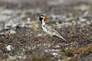 Lapland Bunting - Male in Summer Plumage on Tundra - July - Varanger Fjord - Norway