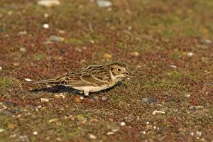 Images Dated 19th December 2007: Lapland Bunting - Winter plumage - feeding - December - North Norfolk - UK