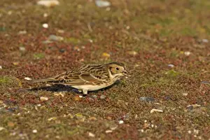 Buntings Prints: Lapland Bunting - Winter plumage - feeding - December - North Norfolk - UK