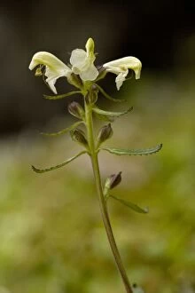 Lapland lousewort in flower