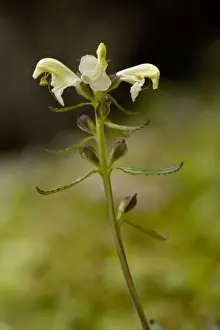 Lapland lousewort (Pedicularis lapponica) in flower, Norway