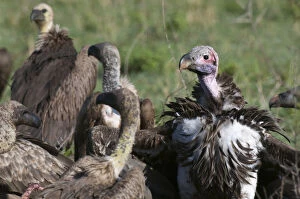 Faced Gallery: Lapped-faced Vulture (Torgos tracheliotus)