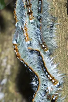 Lappet / Eggar moth caterpillars congregating on branch whilst moulting. Grahamstown, Eastern Cape, South Africa