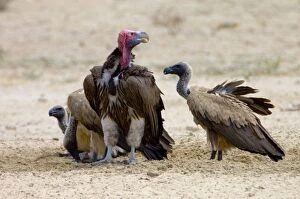 Images Dated 14th October 2005: Lappet-faced (Aegypius tracheliotus) and White-backed Vulture (Aegypius africanus)