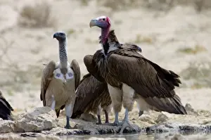 Lappet-faced (Aegypius tracheliotus) and White-backed Vulture (Gyps africanus) congregating at waterhole during heat of day. Lappet-faced Vulture threatened, mostly confined to major game reserves