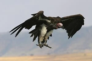 Lappet-faced / Nubian Vulture - in flight