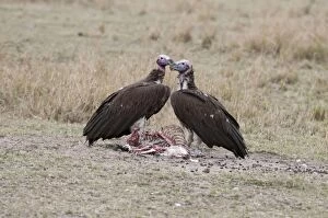 Lappet-faced / Nubian Vulture - pair on ground